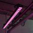 RGBW MAXX PINK